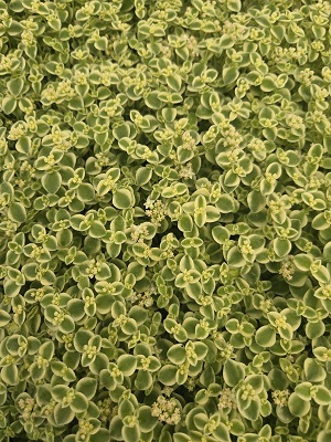 SEDUM Little Shimmer